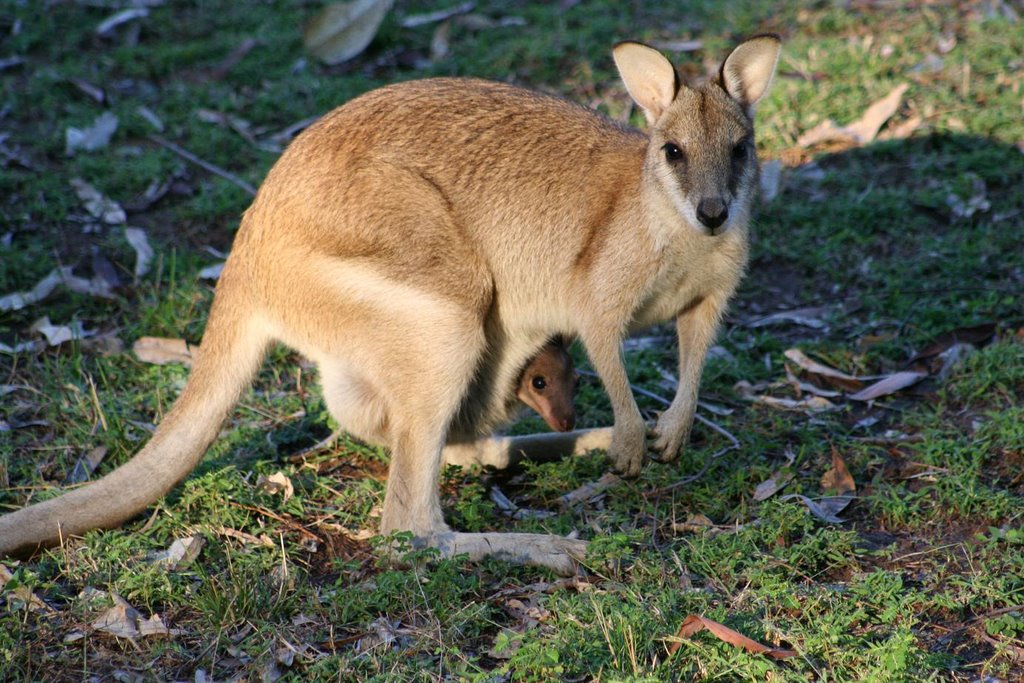HOLASSSS: En Australia hay muchos animales!